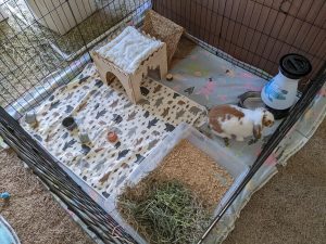 A boarding setup for a single lop rabbit with hiding areas, blanket, and toys provided by the owner.