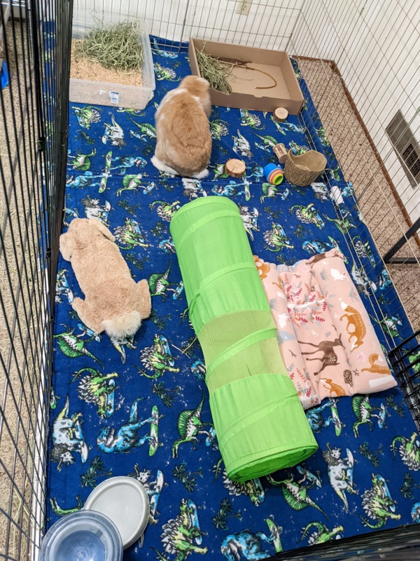 An upgraded 4'x8' exercise pen setup for a giant French Lop rabbit.