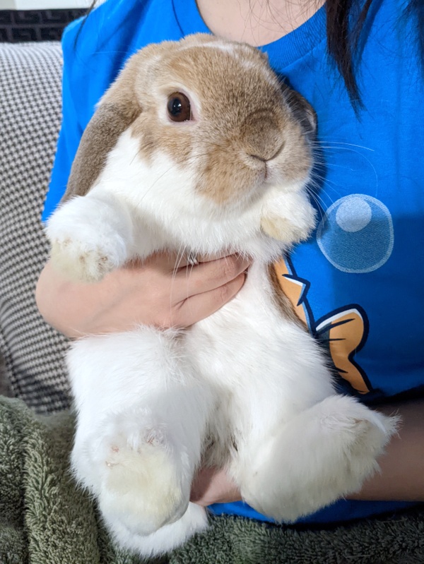 A small Holland Lop getting a nail trim.