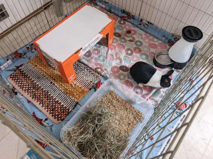 A boarding setup for a small Dutch rabbit with a cardboard hiding house, rugs, and toys provided by the owner.