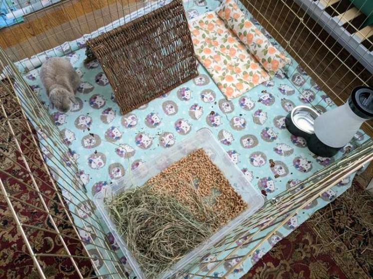 A boarding setup for a small Holland Lop with the willow tent and Hop n’ Flop mat provided by the owner.