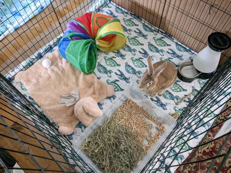 A boarding setup for a large rabbit with the soft rabbit mat, tunnel, and chew toys provided by the owner.