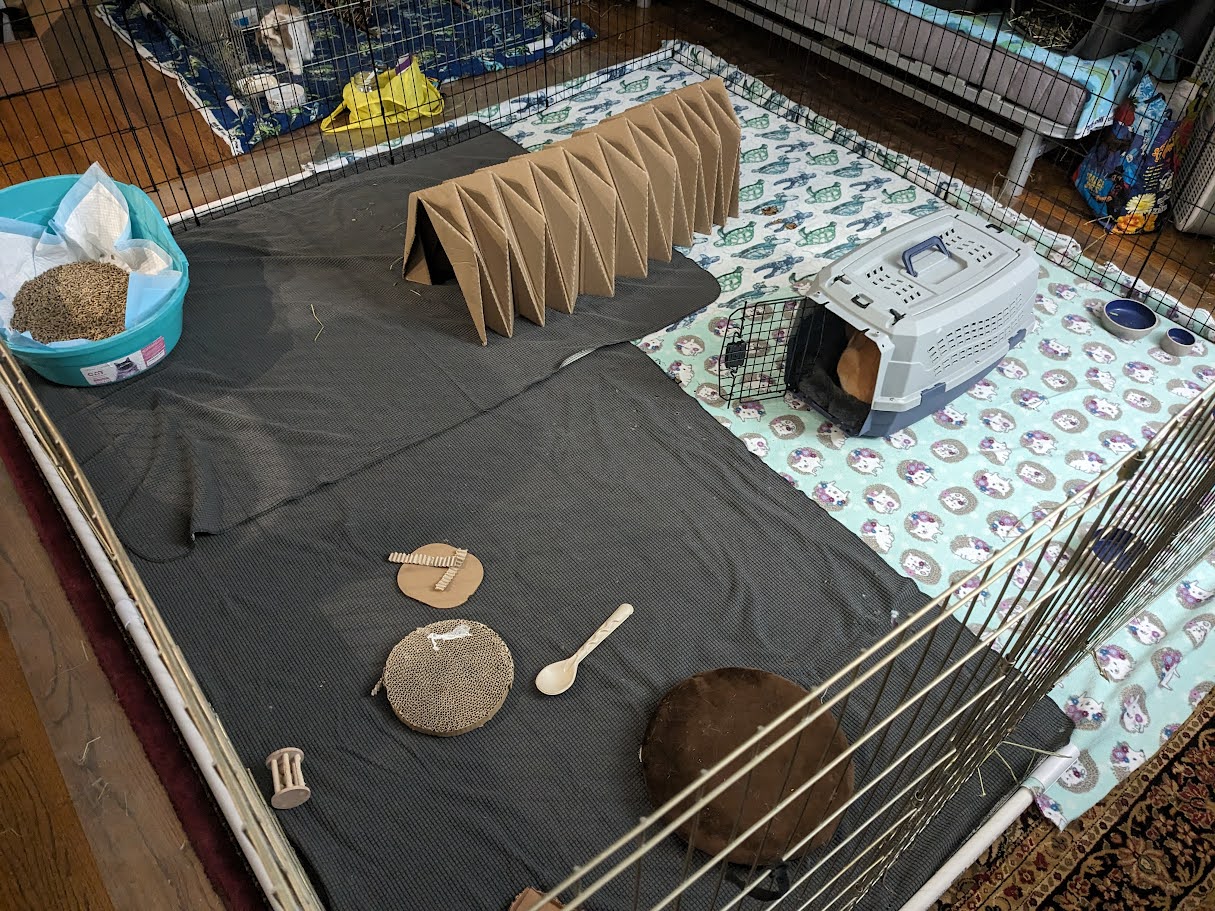 An extra luxurious 8'x8' pen setup for a bonded pair of giant rabbits.