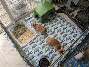A standard new boarder setup with a pair of bonded rabbits.