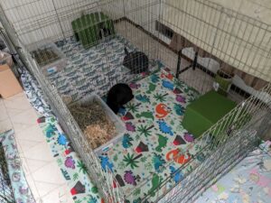 Two exercise pens of rabbits with the same owner housed side-by-side with a solid clear barrier.