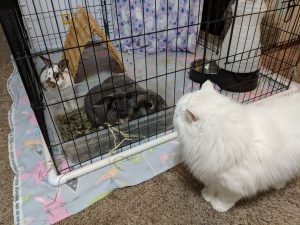 Our fluffy house cat curious about a boarded bunny trio.