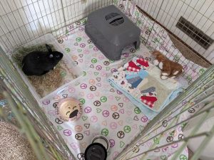 A boarding setup with hiding house, stuffed animal, food plate, and sleeping blanket provided by the owner.