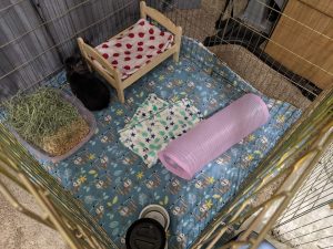 A boarding setup with litter box, bed, tunnel, and sleeping blanket provided by the owner.