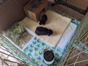 A boarding setup for incontinent elderly rabbits with Sheepette flooring and pee pads provided by the owner.