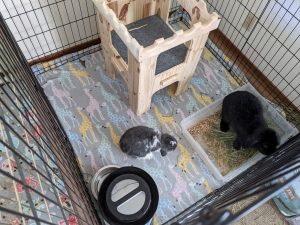 A boarding setup for a pair of rabbits with a wooden castle provided by the owner.