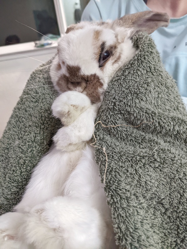A grumpy and feisty Holland Lop wrapped in a towel getting a nail trim.