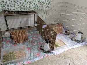 Two exercise pens of rabbits with the same owner housed side-by-side with solid fencing.
