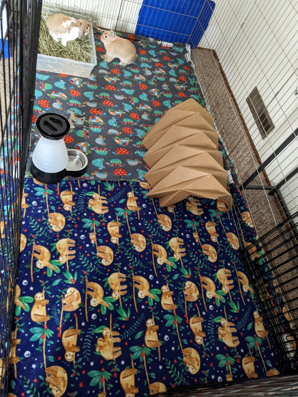 An upgraded 4'x8' exercise pen setup for a pair of bonded Holland Lop rabbits.
