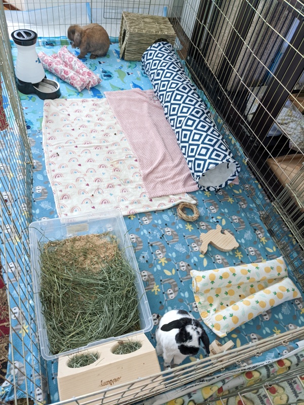 An upgraded 4'x8' exercise pen setup for a pair of bonded Holland Lop rabbits.