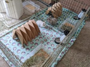 Two exercise pens of rabbits with the same owner housed side-by-side with no fencing.