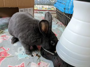 An large-sized rabbit drinking from our standard gravity water station.