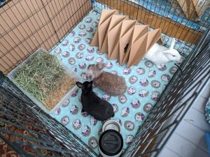 A typical new boarder setup with a trio of rabbits.