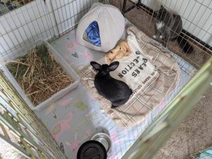 A boarding setup for a single large rabbit with hiding house and blankets provided by the owner.