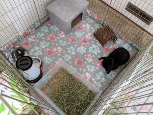 A boarding setup for a pair of rabbits with a hiding house and willow tunnel chewing toy provided by the owner.