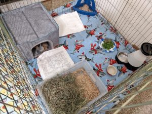 A boarding setup for a small lionhead rabbit with a hiding house, blanket, food bowl, and small litter box provided by the owner.